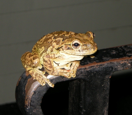 Photo: Florida Tree Frog comes in out of rain, Florida, May 19, 2009